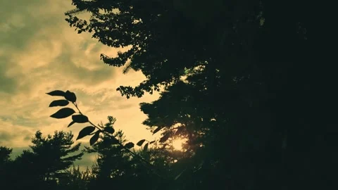 Downwards Tilt Of A Nice Tree Blowing In A Light Breeze At Sunset Stock-Footage 255175105
