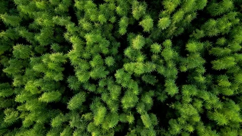 Downwards tilted rising drone view of hemp cannabis plant field Stock Footage 341705016