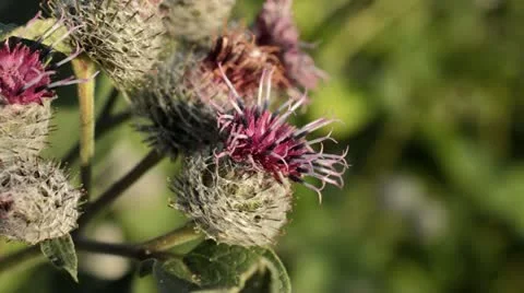 Downy burdock (Arctium tomentosum) Stock Footage 17198220