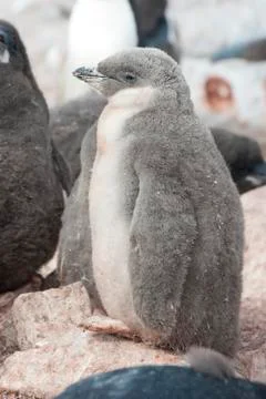 Downy chick chinstrap. Stock Photos