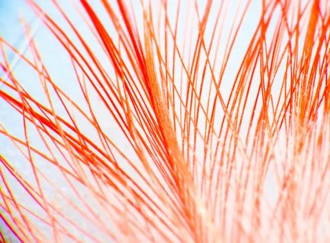 Downy duck feather Stock Photos