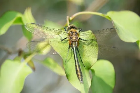Downy emerald dragon fly Stock Photos