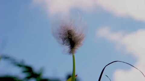 Downy feather in the breeze Video stock 169062128
