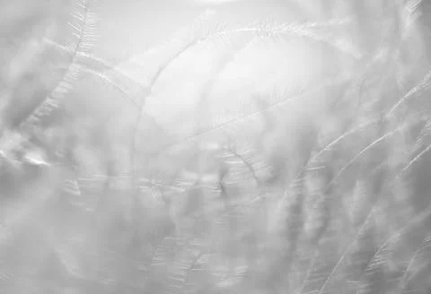 Downy feather closeup Stock Photos