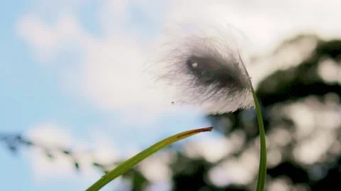 Downy feather fluttering  in the breeze Video stock 169062075