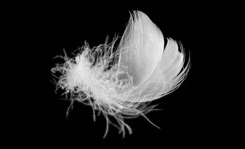 Downy feather 스톡 사진