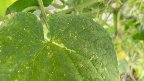 Downy mildew on cucumber Stock-Footage 219731139