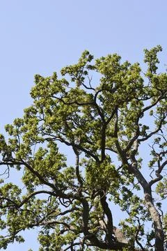 Downy oak Stock Photos