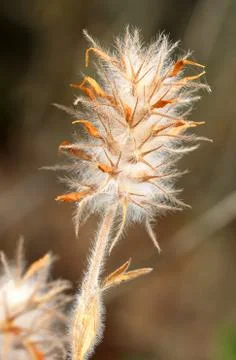 Downy plant Stock Photos