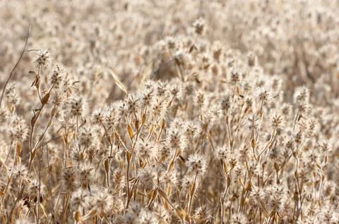 Downy plant Stock Photos