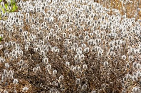 Downy plant Stock Photos