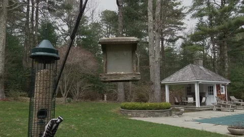 Downy Woodpecker 1 Stock Footage 106948150