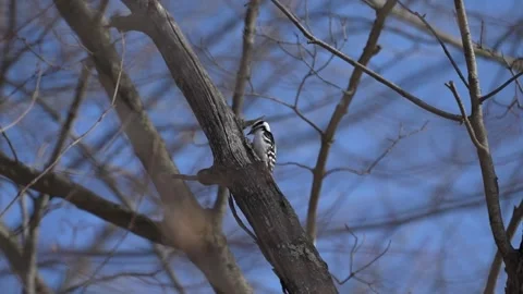 Downy Woodpecker Climbing Tree Trunk in Winter Forest Stock Footage 336278485