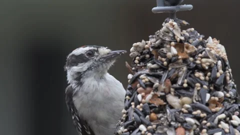 A downy woodpecker eats from a seed bell Stock Footage 283691364