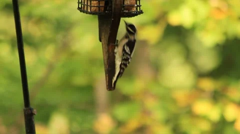Downy Woodpecker at feeder Stock Footage 8777895
