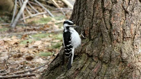 Downy Woodpecker Stock Footage 659166