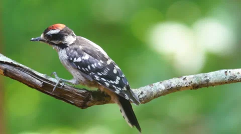 Downy Woodpecker Видео 6833226