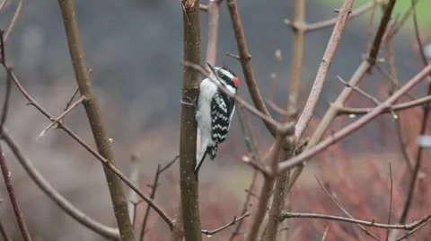 Downy Woodpecker 스톡 동영상 12625134