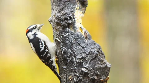 Downy Woodpecker 库存影片 57220198