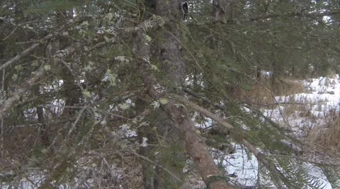 Downy Woodpecker Stock Footage 58631734