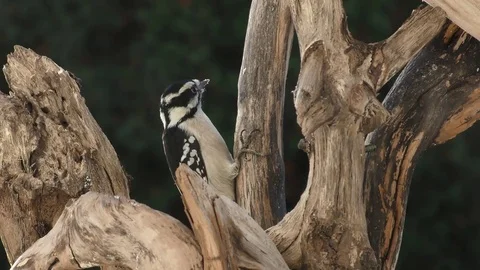 Downy Woodpecker Stock Footage 75424557