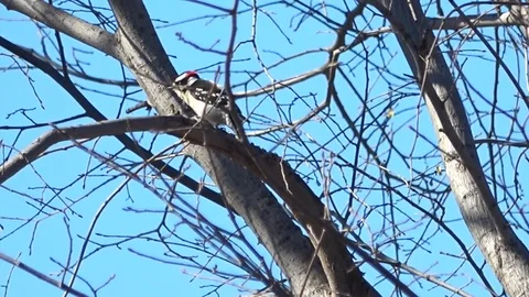 Downy Woodpecker Stock Footage 104991070