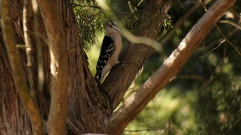 Downy woodpecker Stock Footage 105658562