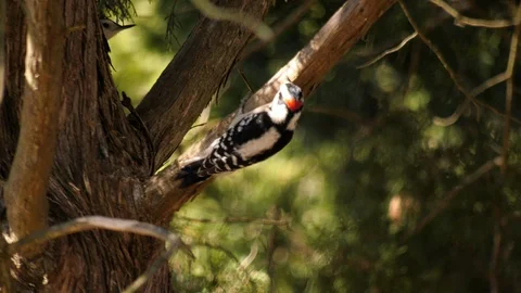 Downy woodpecker Stock Footage 105673858