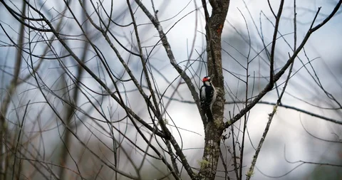Downy Woodpecker in tree Video stock 127578381