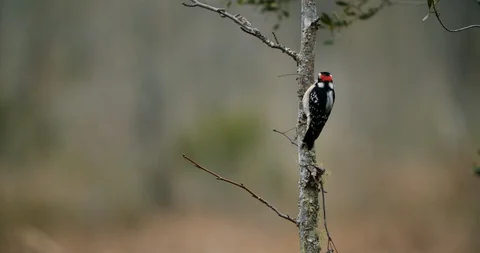 Downy Woodpecker in tree Stock Footage 127579562