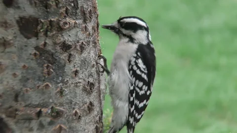 Downy Woodpecker at work Stock Footage 156038111