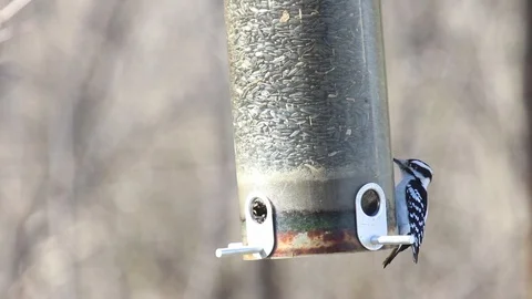 Downy woodpecker1 Video stock 86670610