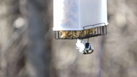 Downy woodpecker2 Video stock 86670853