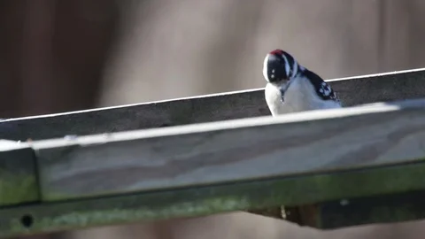 Downy woodpecker3 Video stock 86670670