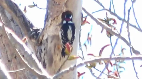 Downy Woodpecker3 Stock Footage 104991015