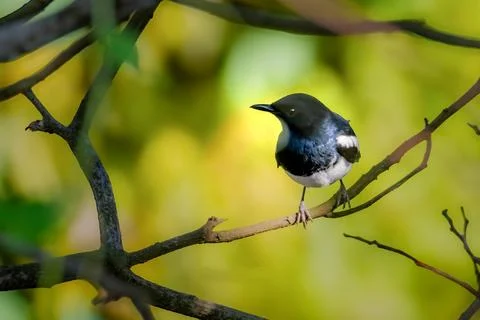 Doyel bird Stock Photos