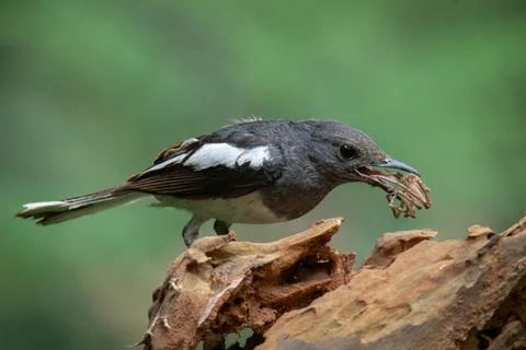 Doyel birds2 Stock Photos