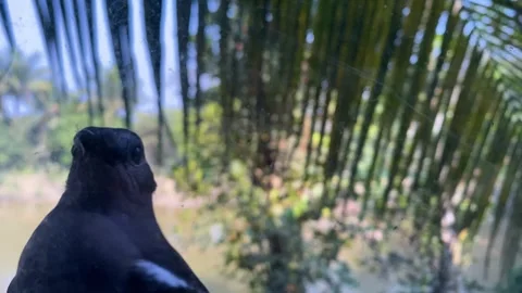 Doyel Oriental magpie robin closeup national bird Bangladesh Stock Footage 345196505