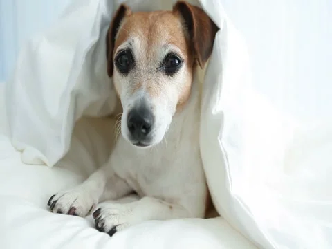 Doze dog bed Vídeo Stock 75885046