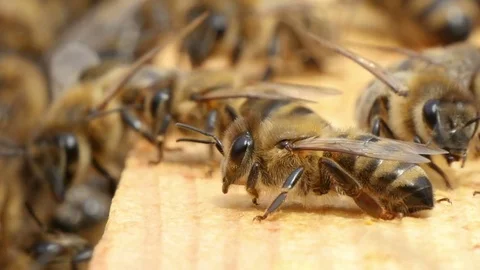 A dozen of bees flutter with their tiny wings and crawl inside of a beehive Video stock 83667450