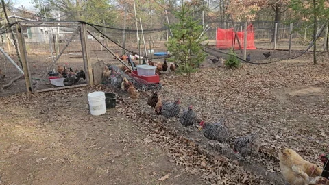 Dozen of cage free hens walking inside m... | Stock Video | Pond5