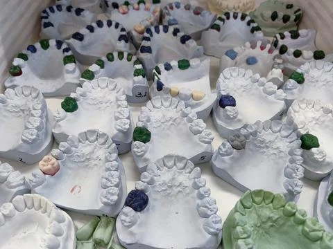 A dozen models of artificial denture of human teeth made out of concrete and wax Stock Photos