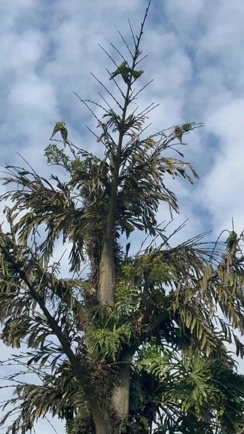 Dozen of Parrots Migrating. Video stock 302222358