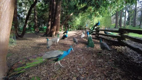 A dozen Peacocks and Peahens in Beacon Hill Park, Victoria, Canada Vídeos de archivo 232744548