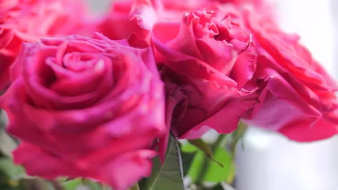A Dozen Pink Roses close up, rack focus Stock Footage 168270883