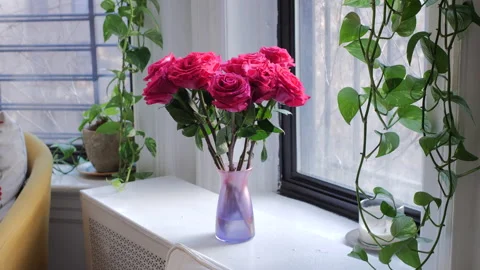 A dozen pink roses on a windowsill Stock Footage 168270794