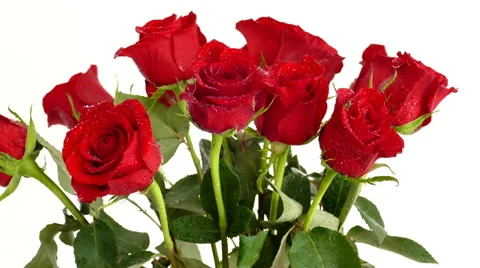 Dozen red roses rotating fast to slow, then reversing direction. Stock Footage 46974776