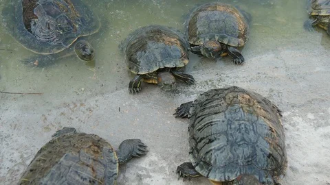 A dozen of small turtles having a rest on a sandy beach on a sunny day in summer Stock-Footage 116914576