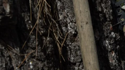 Dozens of ants on a tree trunk Stock Footage 140489015