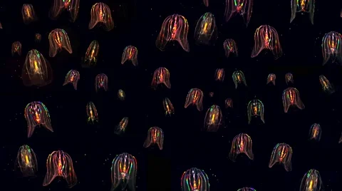 Dozens of glowing Jellyfish float through the Atlantic Ocean. 스톡 동영상 46492905